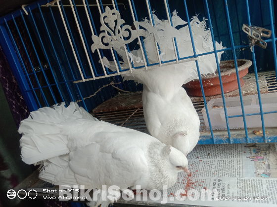 লক্ষা কবুতর